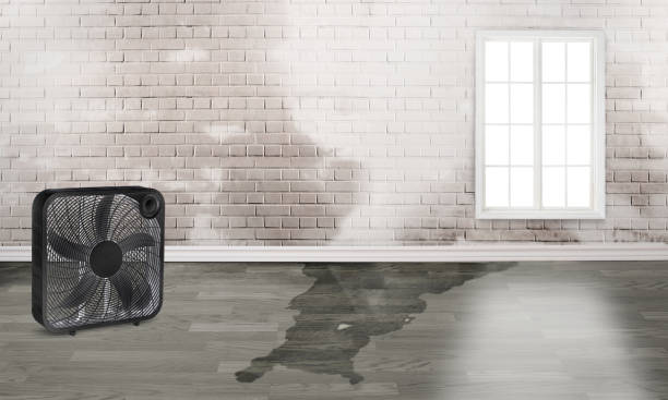 Best Ceiling water damage repair  in Woodville, OH